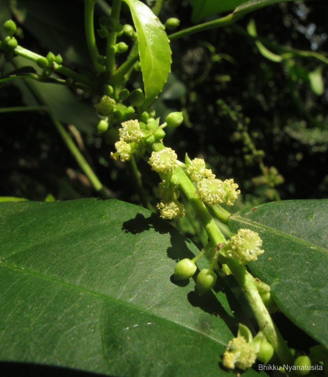 Cleidion javanicum Blume